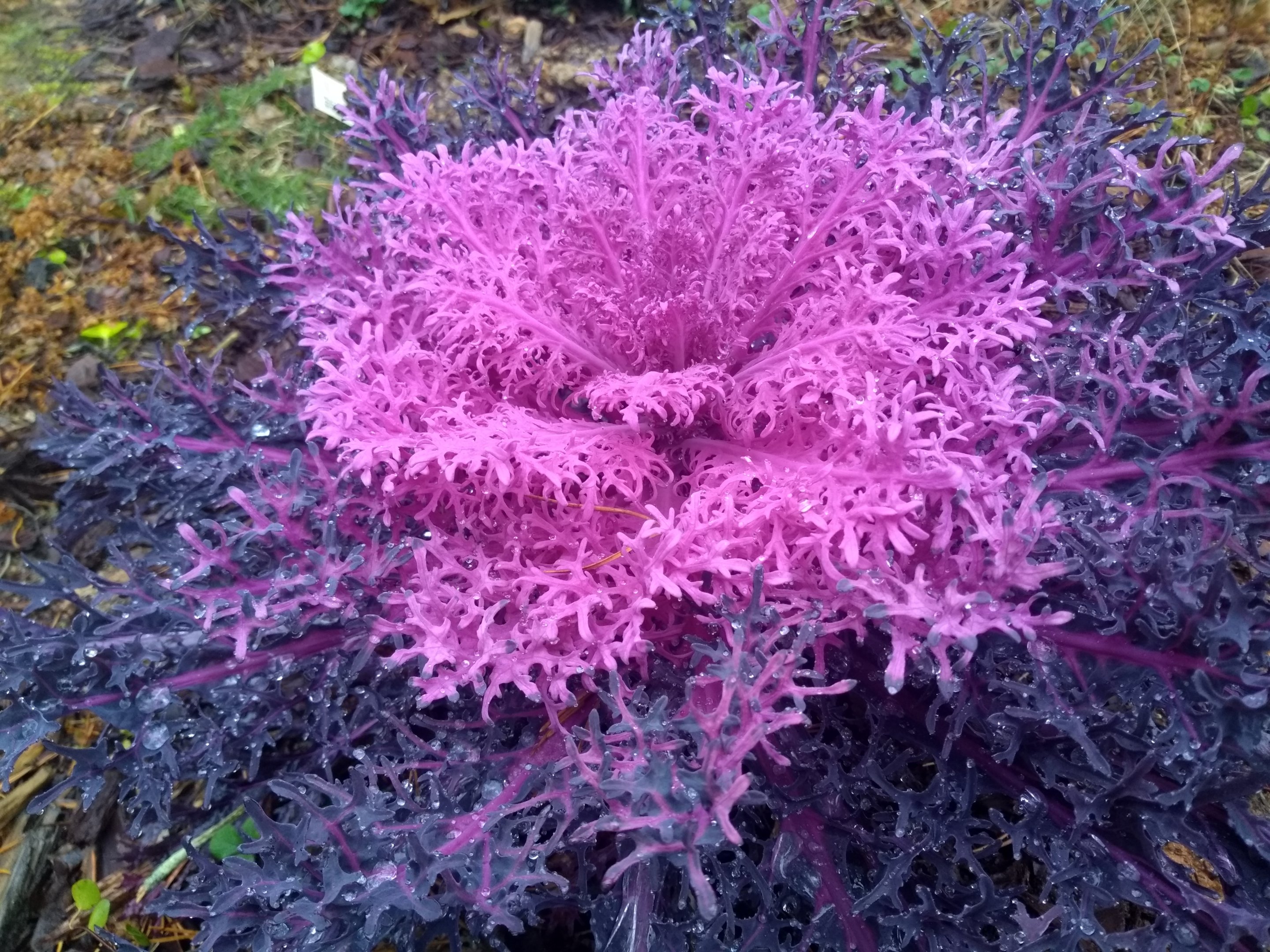 Flowering Kale loving the cold weather